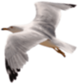 seagull